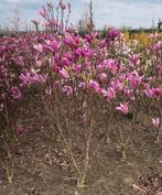 Aanbieding Magnolia Susan, Ophalen, Overige soorten, 100 tot 250 cm