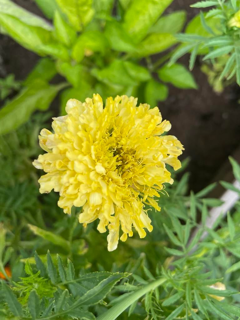 Witte Afrikaantjes (Tagetes) zaden, Tuin en Terras, Planten | Tuinplanten, Overige soorten, Volle zon, Eenjarig, Ophalen of Verzenden
