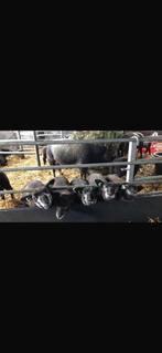 Gezocht potlammeren potlam fleslam leblam, Dieren en Toebehoren, Vrouwelijk, Schaap