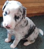 border collie pups, 25% australian shepherd, Dieren en Toebehoren, Reu, 8 tot 15 weken, Collie, Parvo