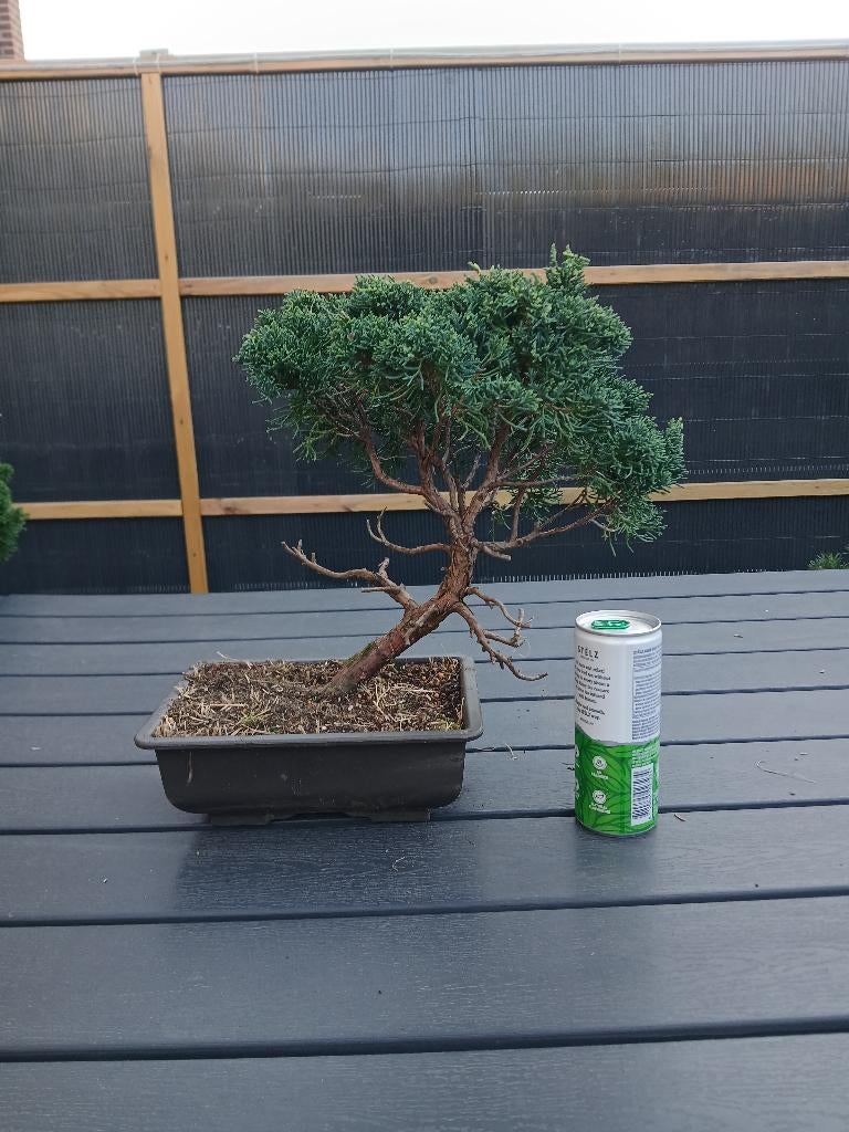 Bonsai, Tuin en Terras, Planten | Bomen, Ophalen, Bloeit niet, Halfschaduw, Overige soorten