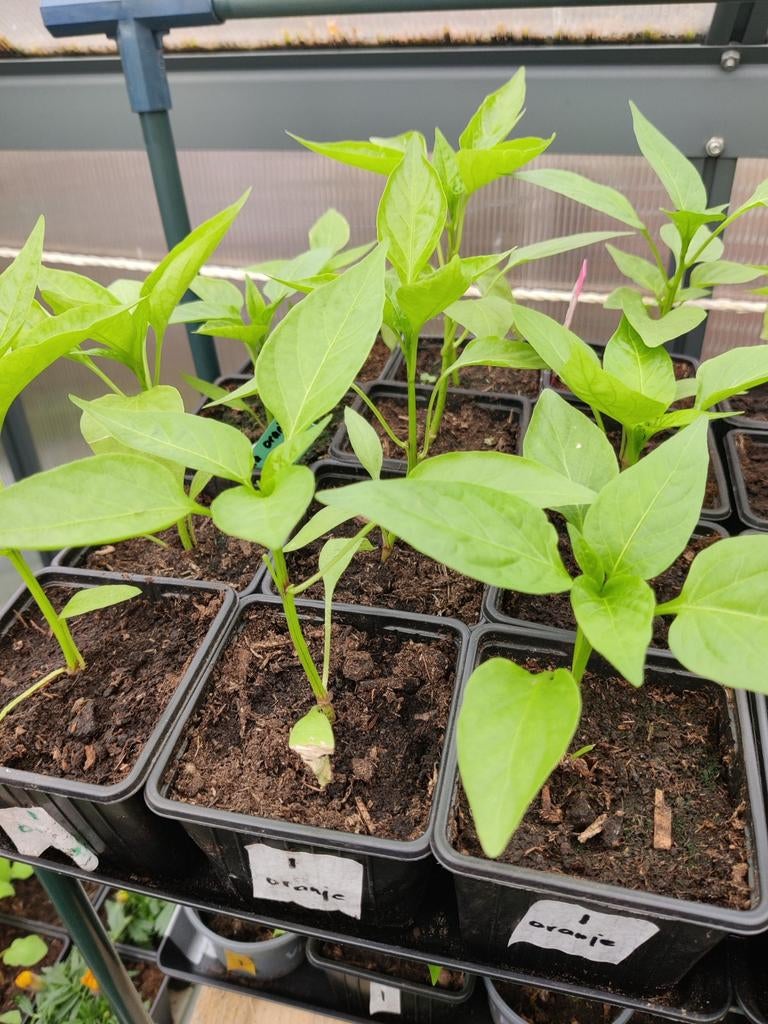 Paprika oranje, Ophalen, Eenjarig, Groenteplanten, Volle zon
