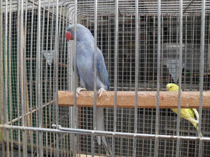 parkieten /enz, Dieren en Toebehoren, Vogels | Parkieten en Papegaaien, Parkiet, Meerdere dieren, Tam