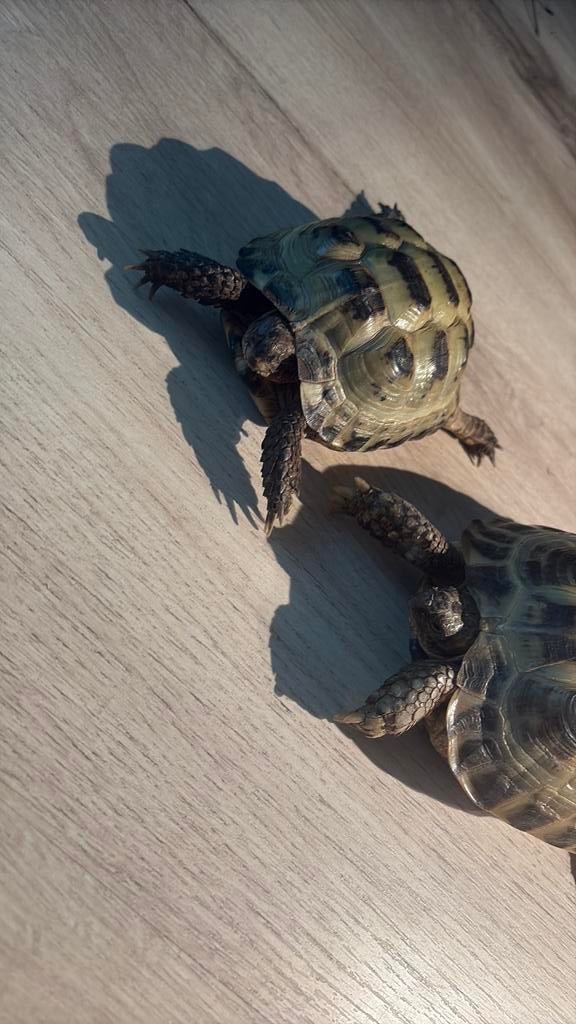 Ervaren schildpadden opvang, Schildpad