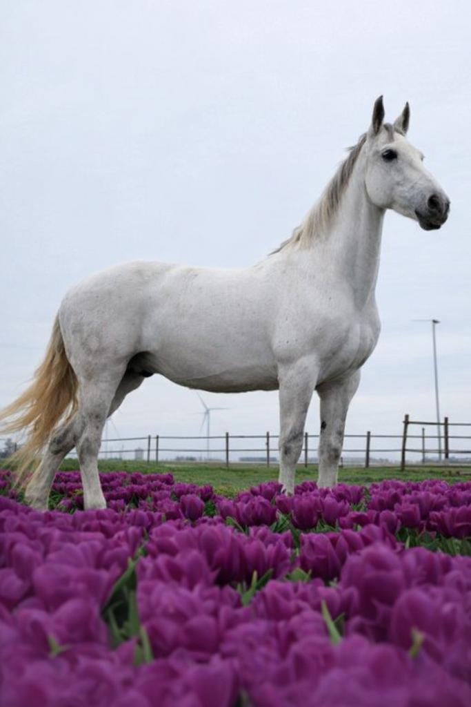 Unieke kruising, percheron x lipizzaner, merrie 9 jaar, Dieren en Toebehoren, Paarden, Merrie, Recreatiepaard