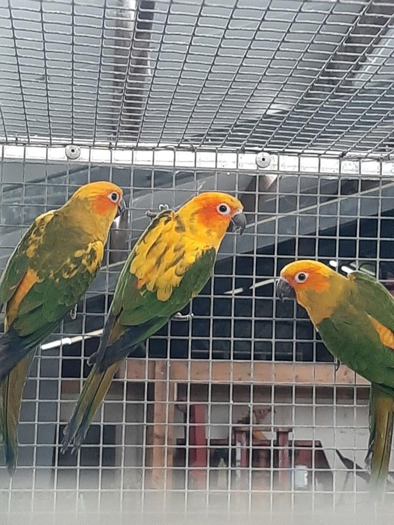 Zonparkieten, Dieren en Toebehoren, Mannelijk, Parkiet