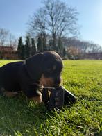 Prachtige ruwharige black and tan teckelpups. Nog maar 1!, Dieren en Toebehoren, Parvo, Reu, 8 tot 15 weken, Korthaar