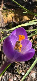 Honing-bijen gezocht, Dieren en Toebehoren, April, Meerdere dieren