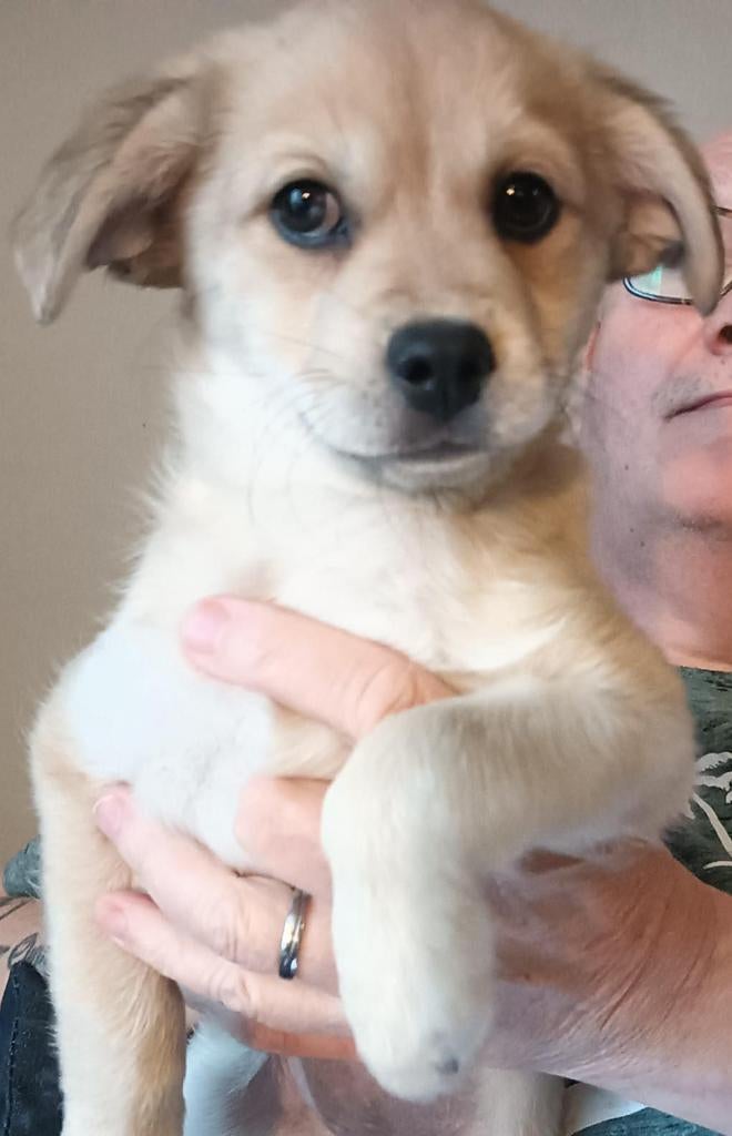 Pups, Dieren en Toebehoren, 8 tot 15 weken, Teef, Meerdere, Klein