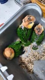 Roestkopcaique,s, Dieren en Toebehoren, Vogels | Parkieten en Papegaaien, Meerdere dieren, Parkiet, Geringd