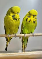 Engelse parkieten, Dieren en Toebehoren, Vogels | Parkieten en Papegaaien, Meerdere dieren, Parkiet