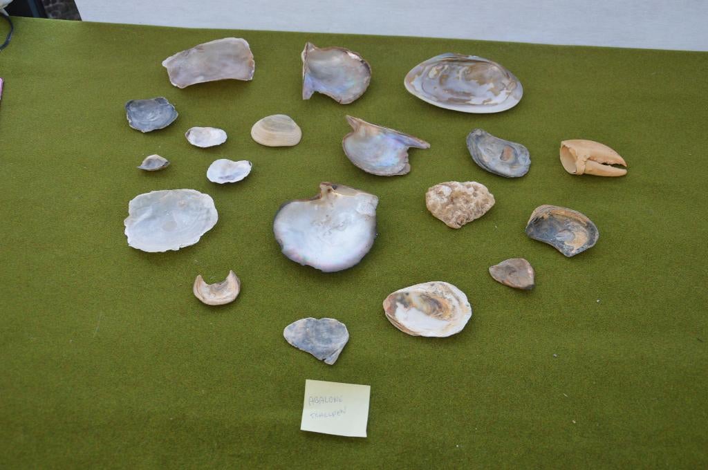 Verzameling oude Abelone schelpen, Verzamelen, Mineralen en Fossielen, Ophalen of Verzenden, Schelp(en)