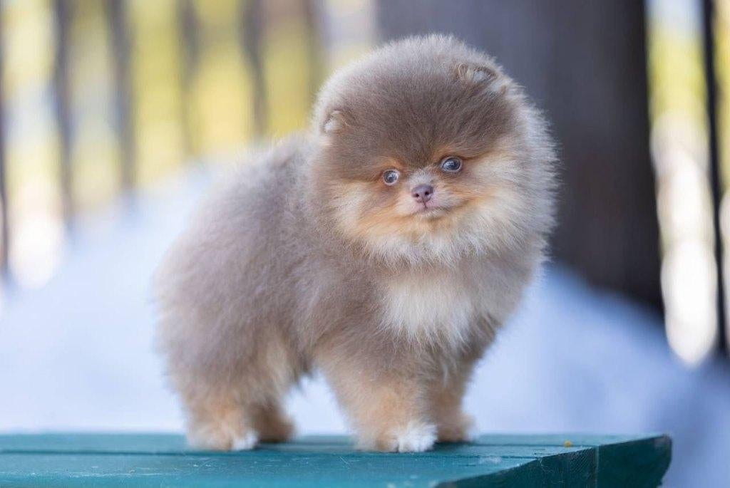 Pomeriaan pup reutje Lilac & Tan Bear type – reserveren, Keeshond, Reu, 8 tot 15 weken, Buitenland