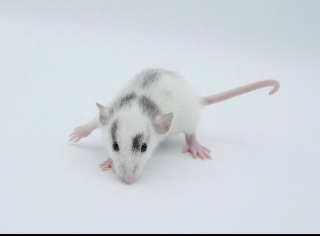Onze rattery wachtlijst open voor standaard en dwergrittens., Rat, Mei, Meerdere dieren, Tam