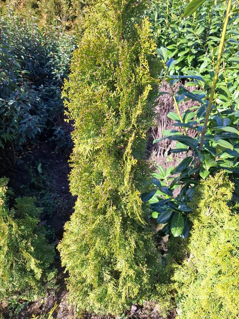 Coniferen, Tuin en Terras, Planten | Struiken en Hagen, Ophalen of Verzenden, Conifeer, 100 tot 250 cm