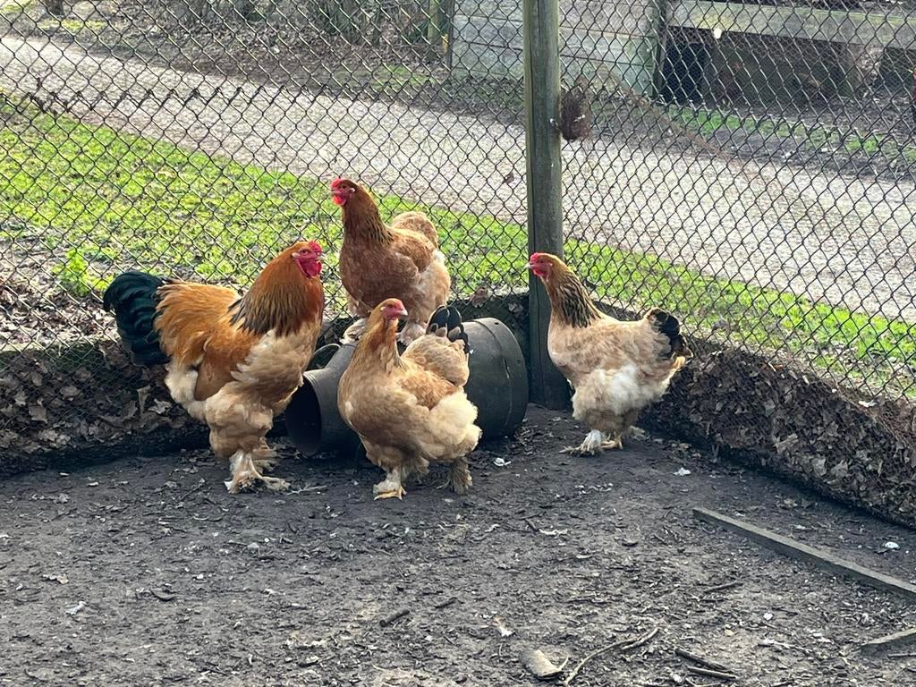 Broedeieren brahma kippen, Geslacht onbekend, Kip