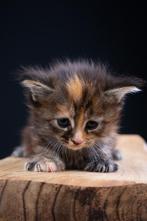 Maine Coon Kittens in huis met kinderen opgevoed, Dieren en Toebehoren, Meerdere dieren, Gechipt, 0 tot 2 jaar