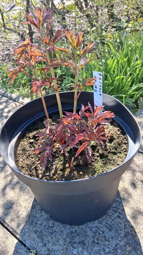 Pioenroos 'Anima' - Volle, Roze Bloemen (10 liter pot), Tuin en Terras, Planten | Tuinplanten, Ophalen, Overige soorten, Volle zon