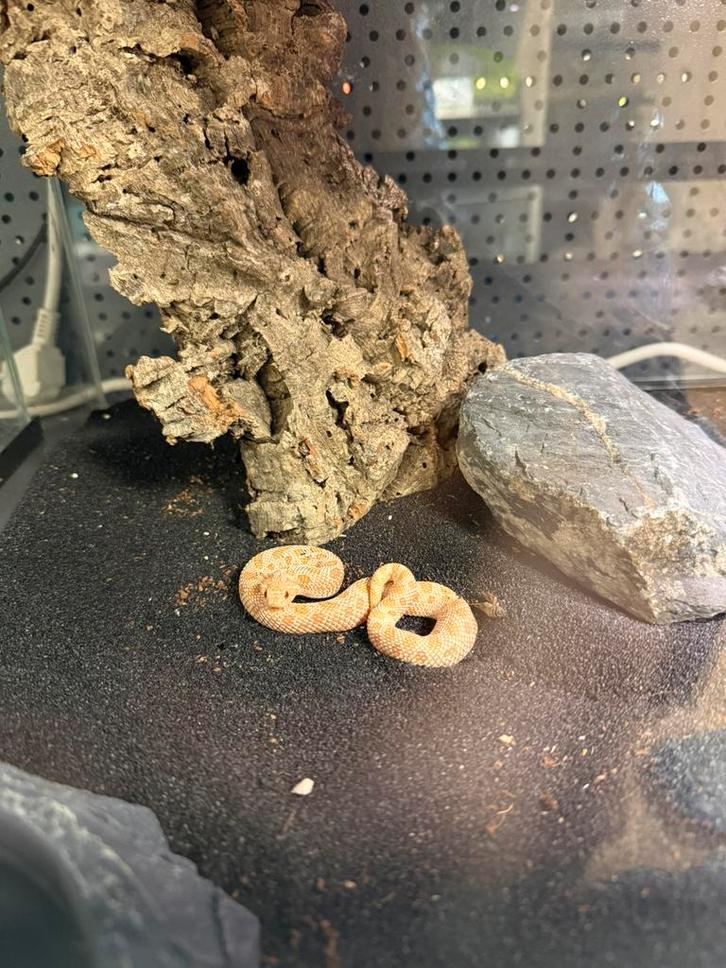 Heterodon nasicus - haakneusslang albino conda Milk Snake - unknown for sale from Aquariumspeciaalzaak Schreijer