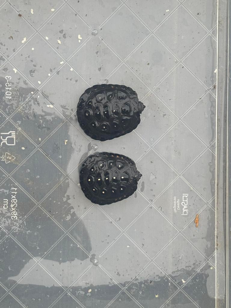 Clemmys guttata, Dieren en Toebehoren, Reptielen en Amfibieën, 0 tot 2 jaar