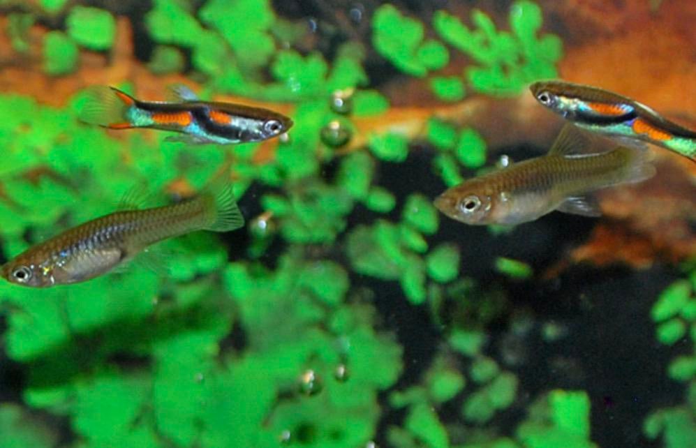 Endler guppen, Dieren en Toebehoren, Vis