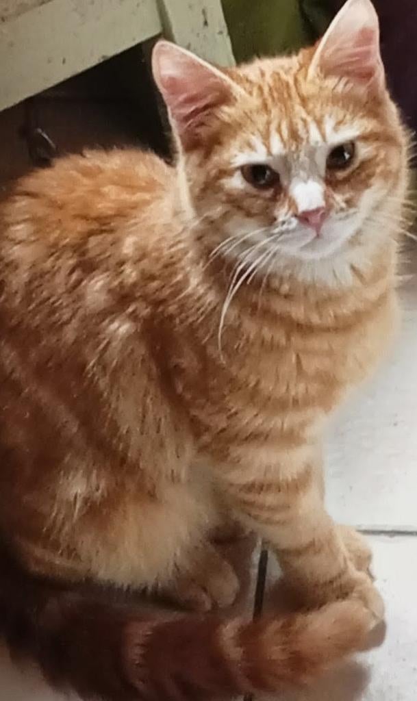 7mth old Pal is ready to be Adopted, Dieren en Toebehoren, Katten en Kittens | Overige Katten, Kater, Kortharig, 0 tot 2 jaar