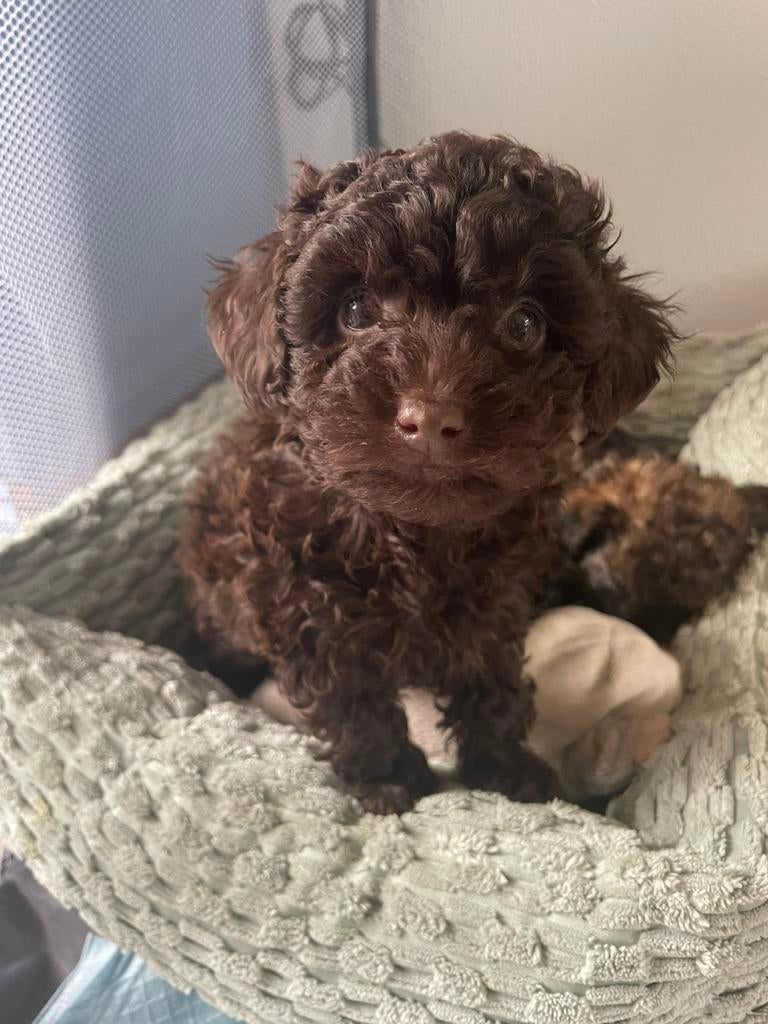 Toy Poedel pups, Dieren en Toebehoren, Honden | Chihuahua's en Gezelschapshonden, Poedel, Reu, 8 tot 15 weken, Parvo