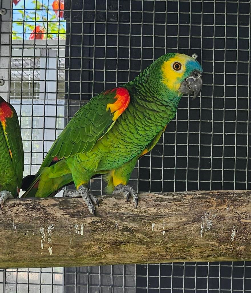 1-0 Blauwvoorhoofd Amazone, Mannelijk, Papegaai, Geringd