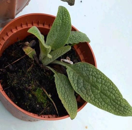 Smeerwortel  Blauw 🐦‍⬛🌿., Tuin en Terras, Planten | Tuinplanten, Ophalen, Overige soorten, Volle zon
