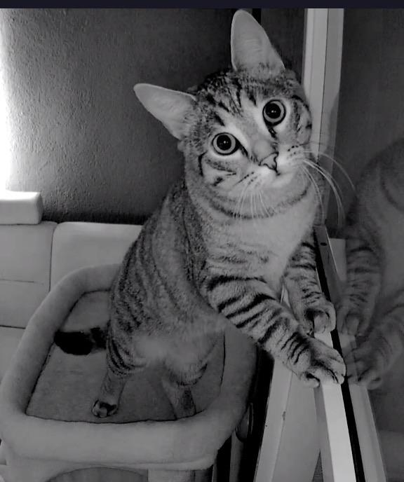Kater, Kater, Ontwormd, 0 tot 2 jaar
