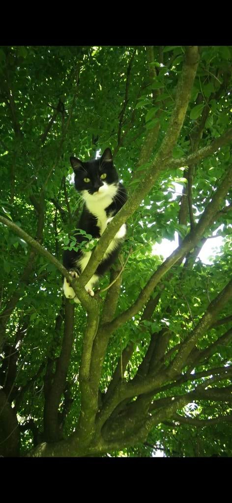 Gratis...lieve poes zoekt nieuw huisje., Dieren en Toebehoren, Katten en Kittens | Overige Katten, Poes