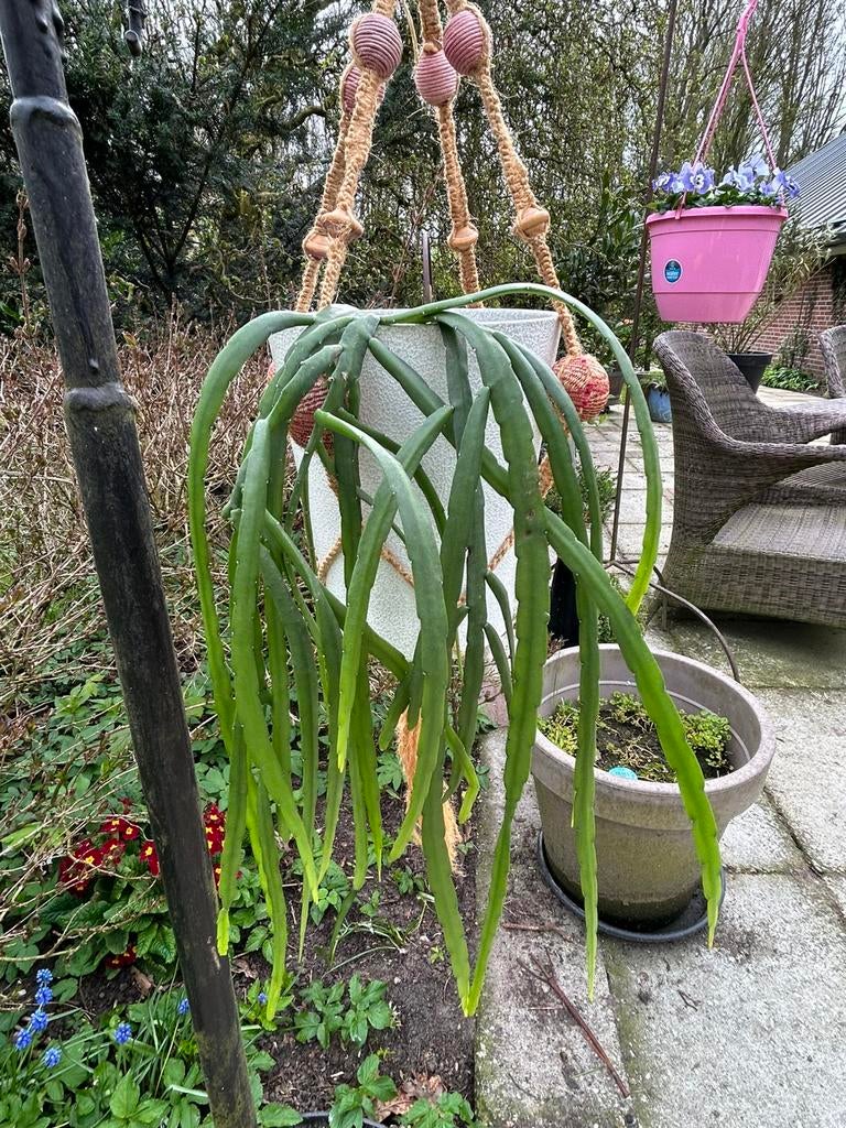 Mooie hangplant Lepismium bolivianum, Ophalen, Halfschaduw, Minder dan 100 cm