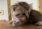 Prachtige Britse Korthaar Silver Tabby, Dieren en Toebehoren, Katten en Kittens | Raskatten | Korthaar, Poes, Ingeënt