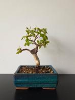 Carpinus turczaninowii
(Korean Hornbeam) bonsai, Ophalen, Bloeit niet, Halfschaduw, Overige soorten