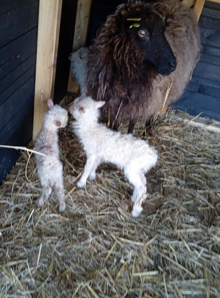 Fleslam/leblam, Dieren en Toebehoren, Schapen, Geiten en Varkens, Geslacht onbekend, Schaap