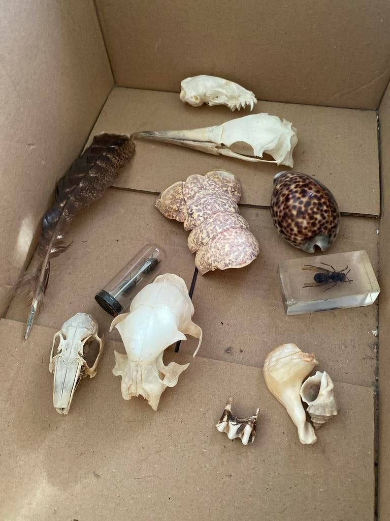 Verzameling van schedels,, Verzamelen, Dierenverzamelingen, Ophalen of Verzenden, Gebruikt, Overige soorten, Overige typen