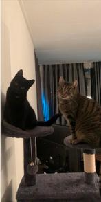 Met spoed huisje gezocht!, Meerdere dieren