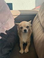 Chihuahua, België, Particulier, 1 tot 2 jaar, Teef