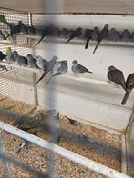 Diamant duiven, Meerdere dieren, Overige soorten