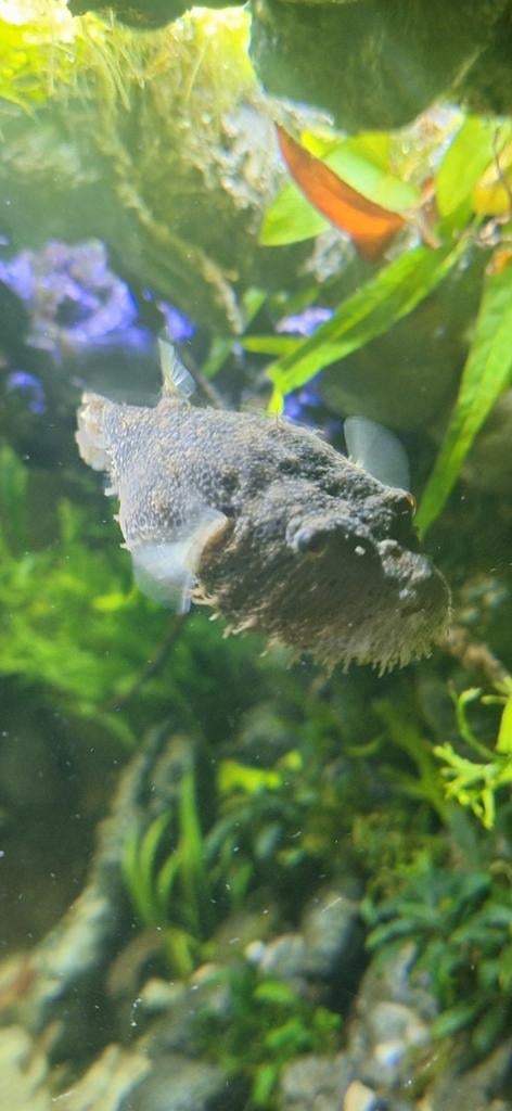 Pao Tetraodon Baileyi (zoetwater kogelvis), Dieren en Toebehoren, Vissen | Aquariumvissen, Vis, Zoetwatervis