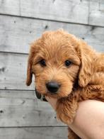 Labradoodle, België, Particulier, 8 tot 15 weken, Parvo
