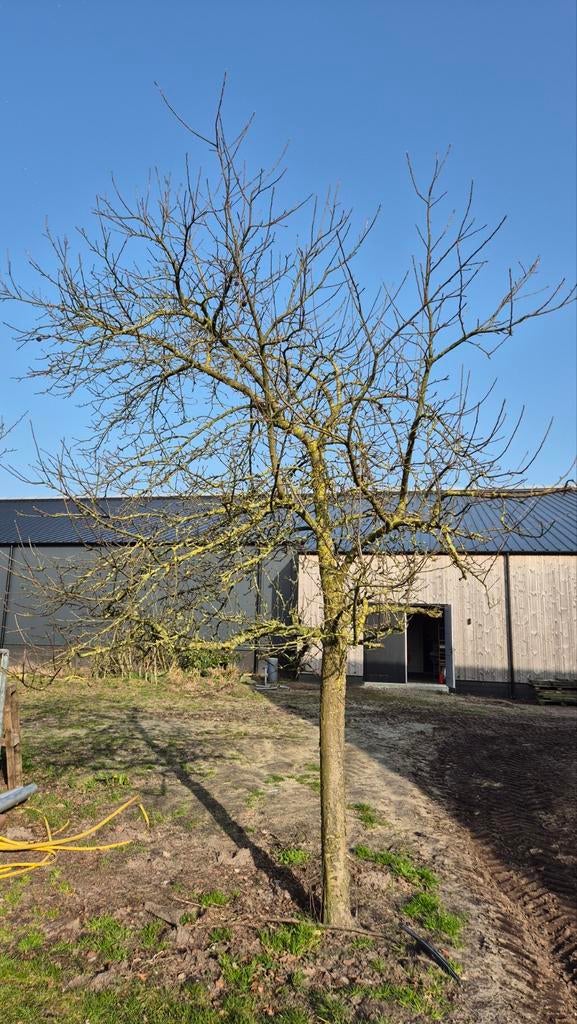 2 Grote Elstar appelbomen – volwassen fruitbomen, Tuin en Terras, Ophalen, Lente, Volle zon, Overige soorten