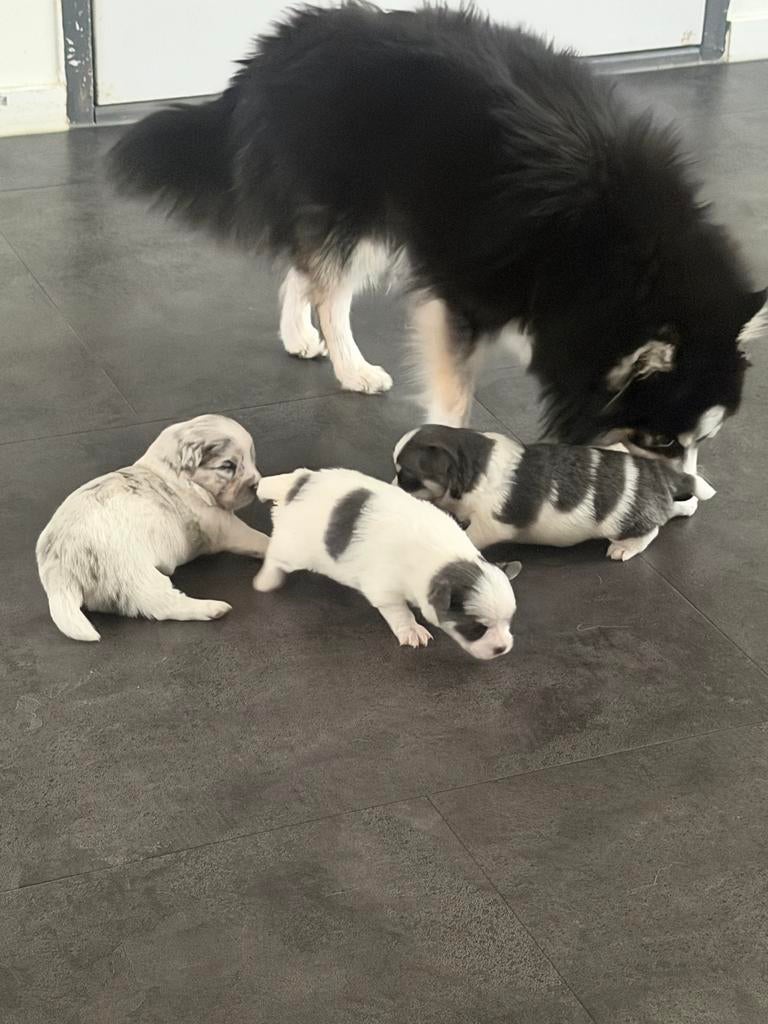 3 reutjes van bijna 4 weken., Reu, Meerdere, Klein, Nederland