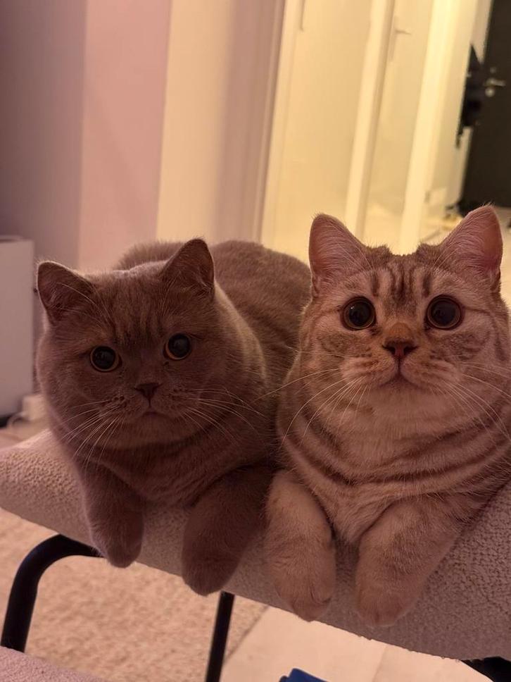 Broer en zus samen adopteren, Dieren en Toebehoren, Katten en Kittens | Raskatten | Korthaar, Meerdere dieren