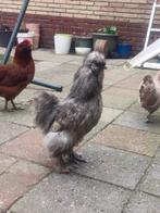 Zijdehoen haan, Mannelijk, Kip