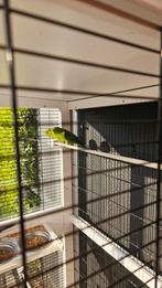 Te koop! Koppel groene catharina parkiet, Meerdere dieren, Parkiet