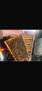 Bijenvolken (BUCKFAST) te koop met F1 moer, Dieren en Toebehoren, Insecten en Spinnen, Bijen