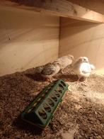 3 kuikens legkip, Dieren en Toebehoren, Pluimvee, Geslacht onbekend, Kip