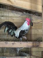 Kriel haan, Dieren en Toebehoren, Mannelijk, Kip