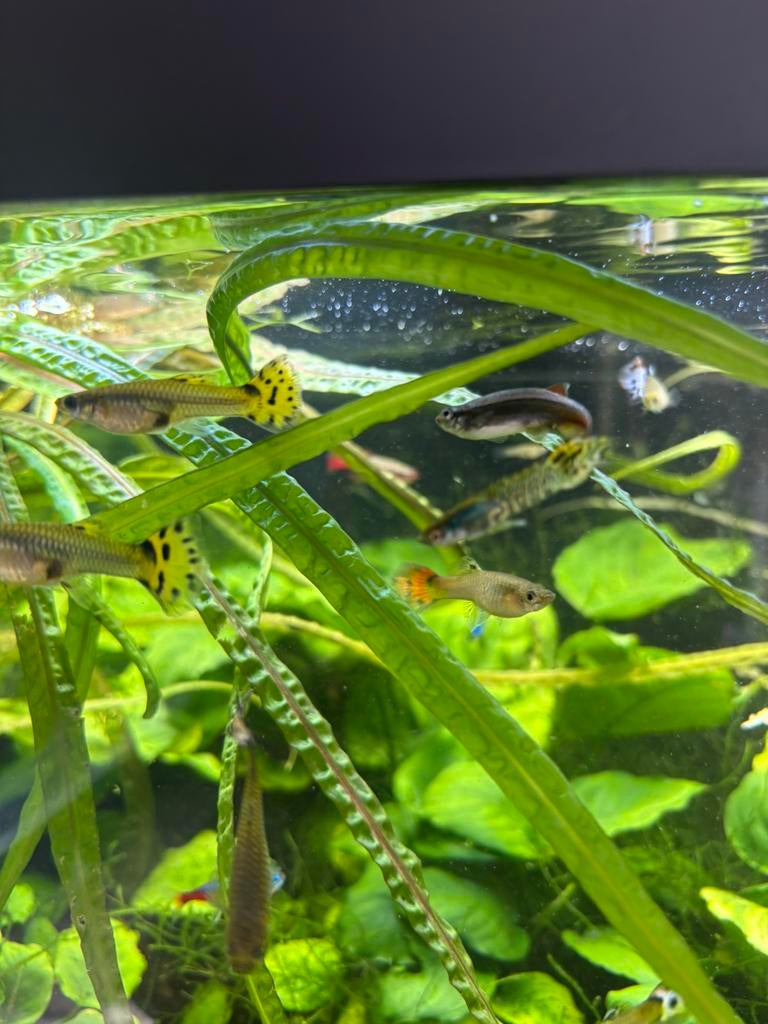 Guppy’s tekoop, Dieren en Toebehoren, Vis